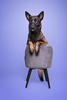 Malinois