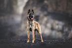 Malinois