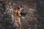 Malinois