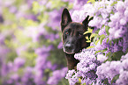 Malinois