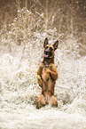 Malinois