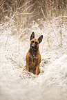 Malinois