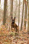 Malinois