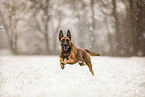 Malinois