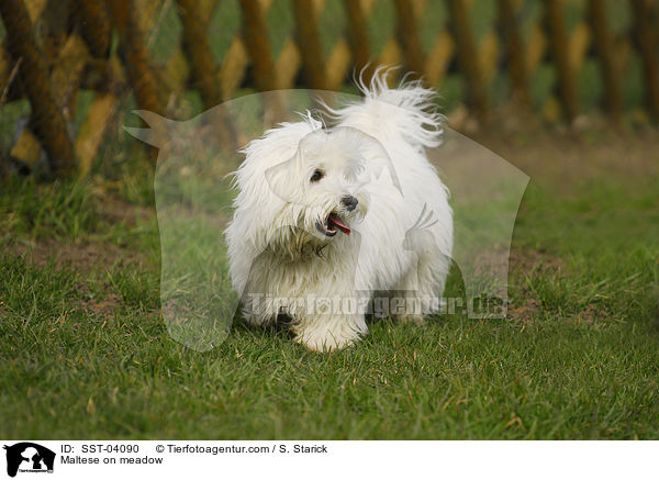 Maltese on meadow / SST-04090