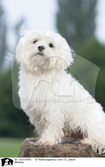 Malteser / Maltese / DJ-01655