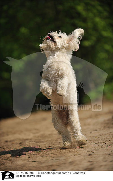 Malteser macht Mnnchen / Maltese shows trick / YJ-02896