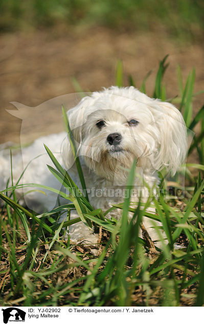 liegender Malteser / lying Maltese / YJ-02902