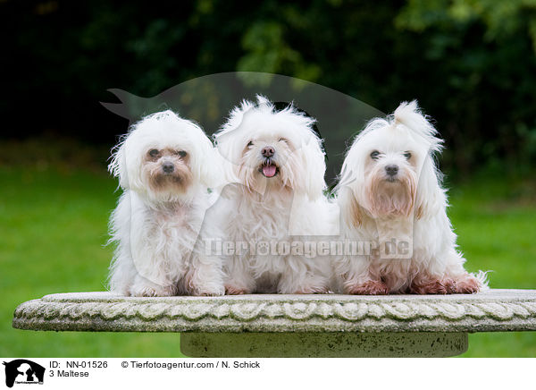 3 Malteser / 3 Maltese / NN-01526