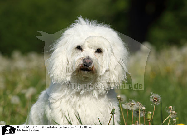 Malteser Portrait / Maltese Portrait / JH-15507