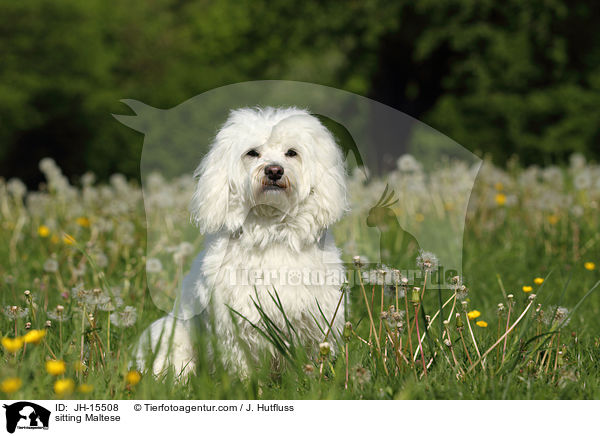 sitzender Malteser / sitting Maltese / JH-15508