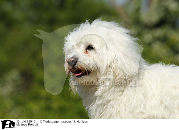 Malteser Portrait / Maltese Portrait / JH-15519