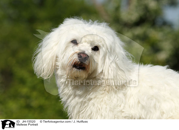 Malteser Portrait / Maltese Portrait / JH-15520