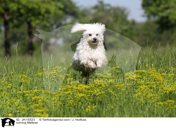 rennender Malteser / running Maltese / JH-15523