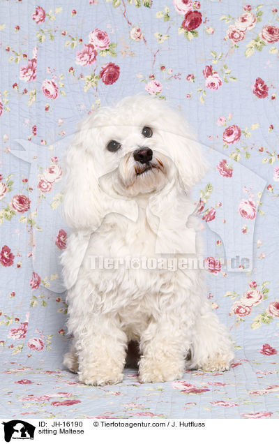 sitzender Malteser / sitting Maltese / JH-16190