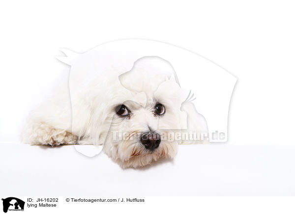 liegender Malteser / lying Maltese / JH-16202