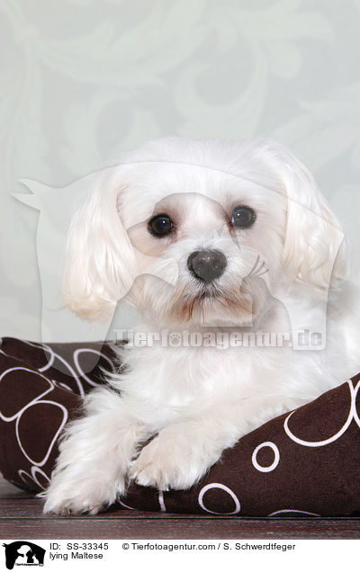 liegender Malteser / lying Maltese / SS-33345