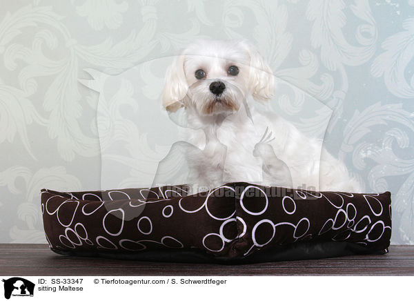 sitzender Malteser / sitting Maltese / SS-33347