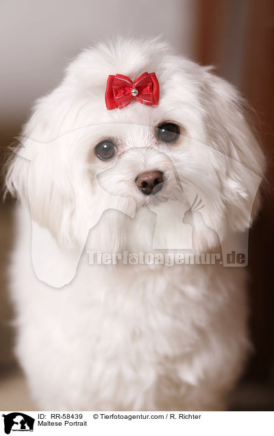 Malteser Portrait / Maltese Portrait / RR-58439