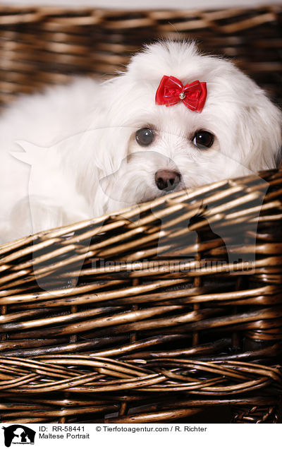 Malteser Portrait / Maltese Portrait / RR-58441