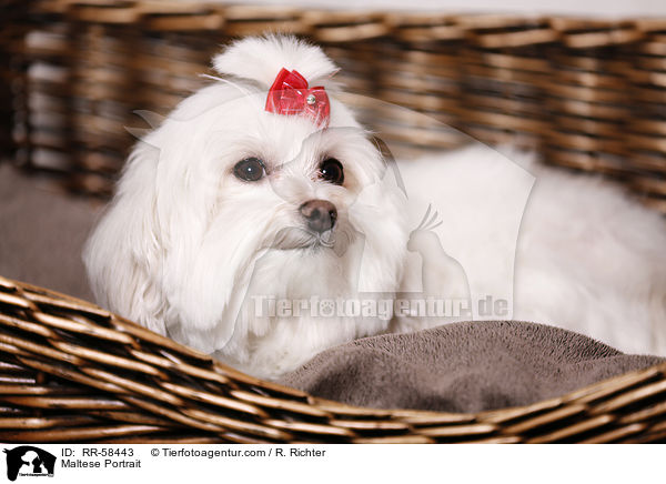 Malteser Portrait / Maltese Portrait / RR-58443