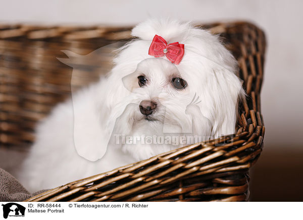 Malteser Portrait / Maltese Portrait / RR-58444