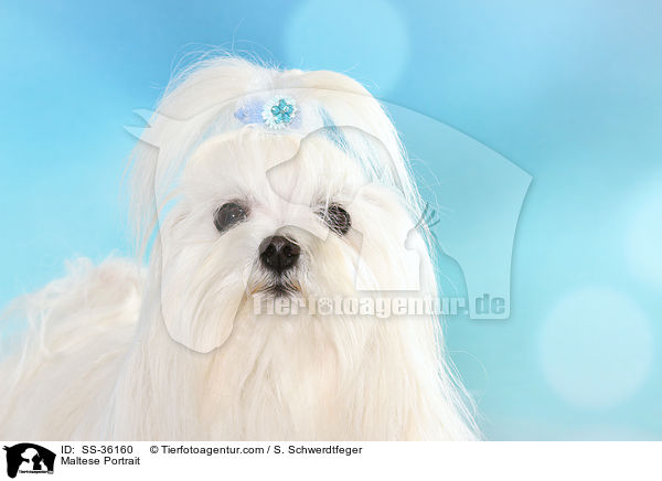 Malteser Portrait / Maltese Portrait / SS-36160