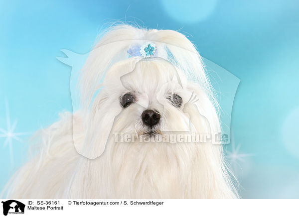 Malteser Portrait / Maltese Portrait / SS-36161