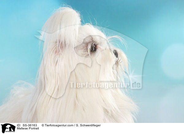 Malteser Portrait / Maltese Portrait / SS-36163