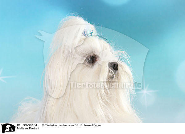 Malteser Portrait / Maltese Portrait / SS-36164