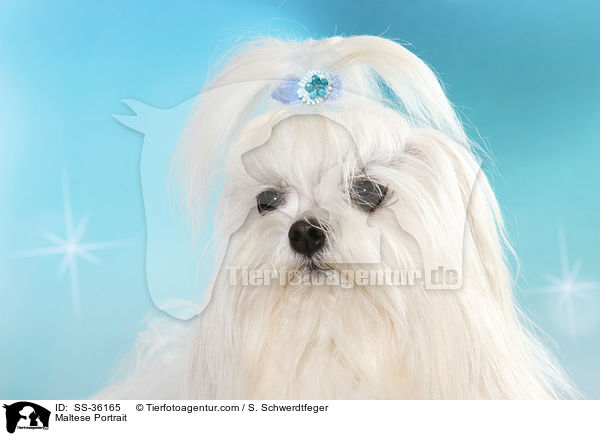 Malteser Portrait / Maltese Portrait / SS-36165