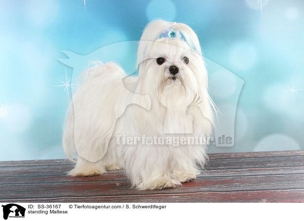 stehender Malteser / standing Maltese / SS-36167