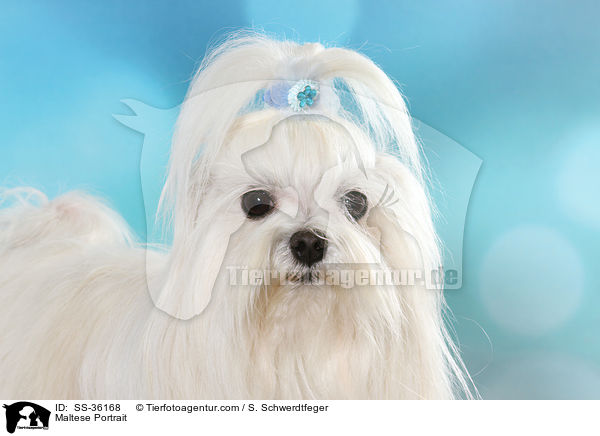 Malteser Portrait / Maltese Portrait / SS-36168