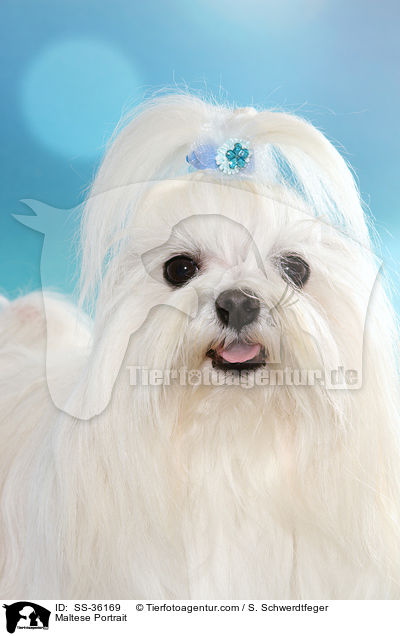 Malteser Portrait / Maltese Portrait / SS-36169