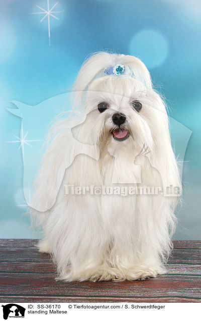 stehender Malteser / standing Maltese / SS-36170