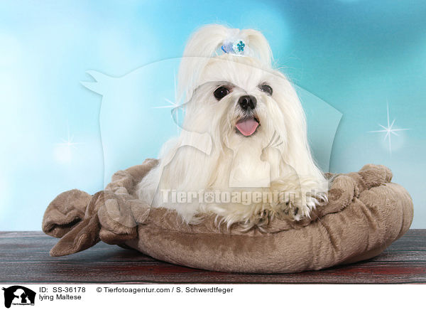 liegender Malteser / lying Maltese / SS-36178