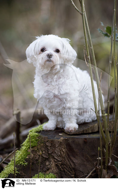 sitzender Malteser / sitting Maltese / NN-13171