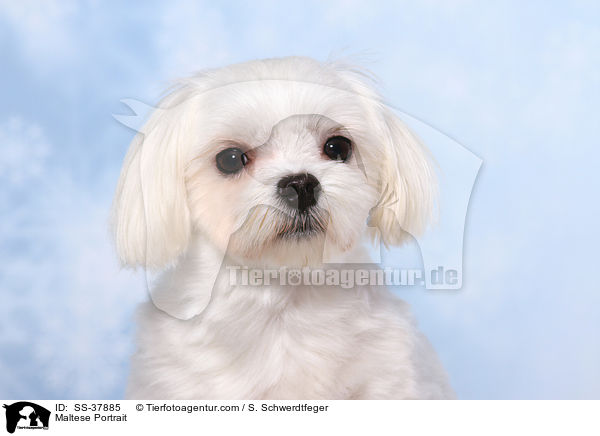 Malteser Portrait / Maltese Portrait / SS-37885