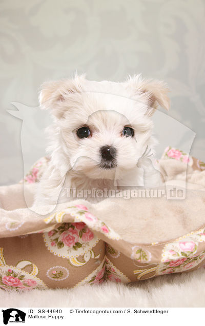 Malteser Welpe / Maltese Puppy / SS-44940