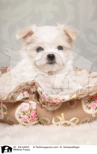 Malteser Welpe / Maltese Puppy / SS-44943