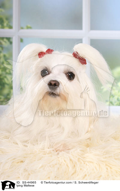 liegender Malteser / lying Maltese / SS-44965