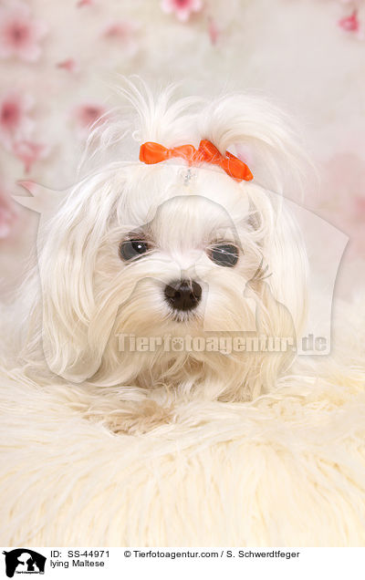 liegender Malteser / lying Maltese / SS-44971