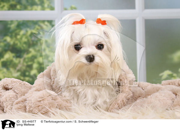 liegender Malteser / lying Maltese / SS-44977