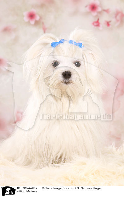 sitzender Malteser / sitting Maltese / SS-44982