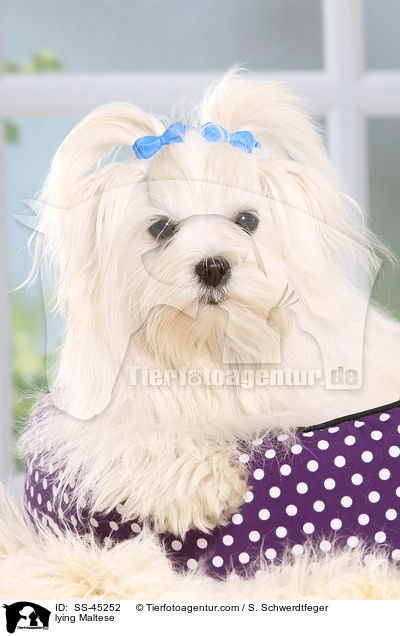 liegender Malteser / lying Maltese / SS-45252