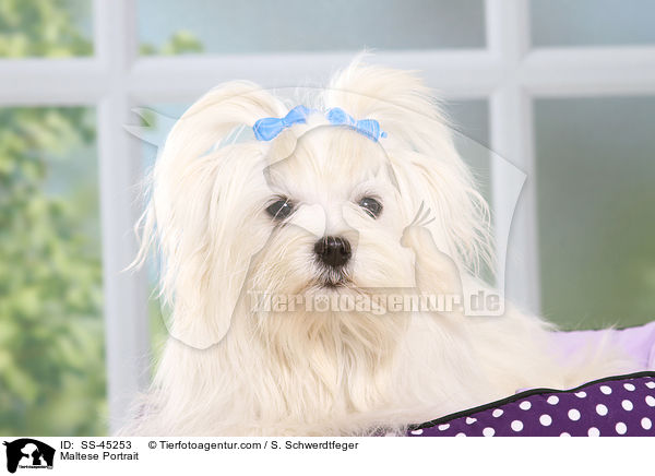 Malteser Portrait / Maltese Portrait / SS-45253