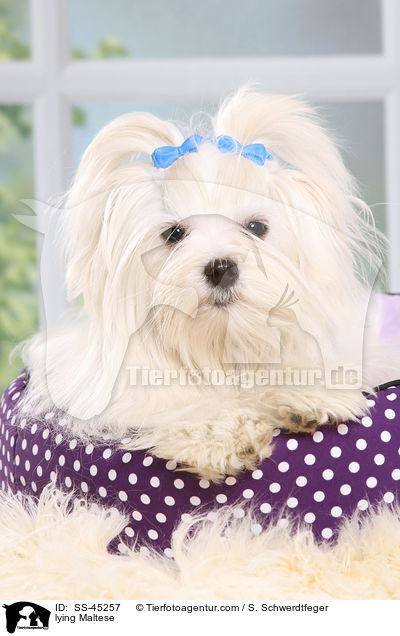 liegender Malteser / lying Maltese / SS-45257