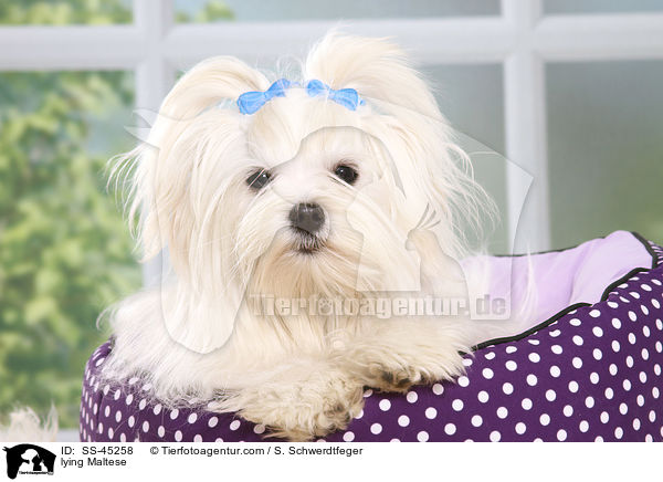 liegender Malteser / lying Maltese / SS-45258