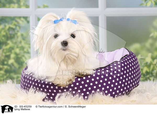 liegender Malteser / lying Maltese / SS-45259