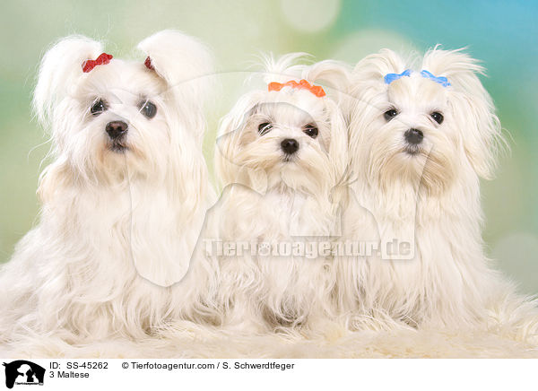 3 Malteser / 3 Maltese / SS-45262